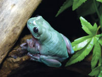 Condensation Helps Green Tree Frogs Hydrate During Australian Dry Season