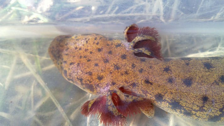USFWS Proposes Neuse River Waterdog Salamander For ESA Protections
