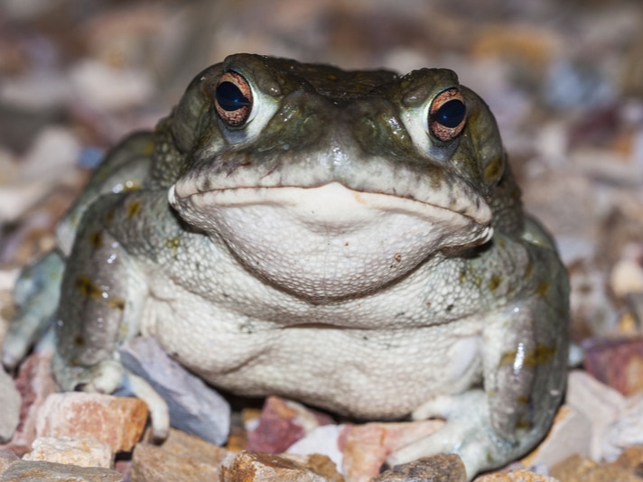 Sonoran Desert Toad Skin Is Toxic, Don’t Lick Their Skin! National Park Service Says