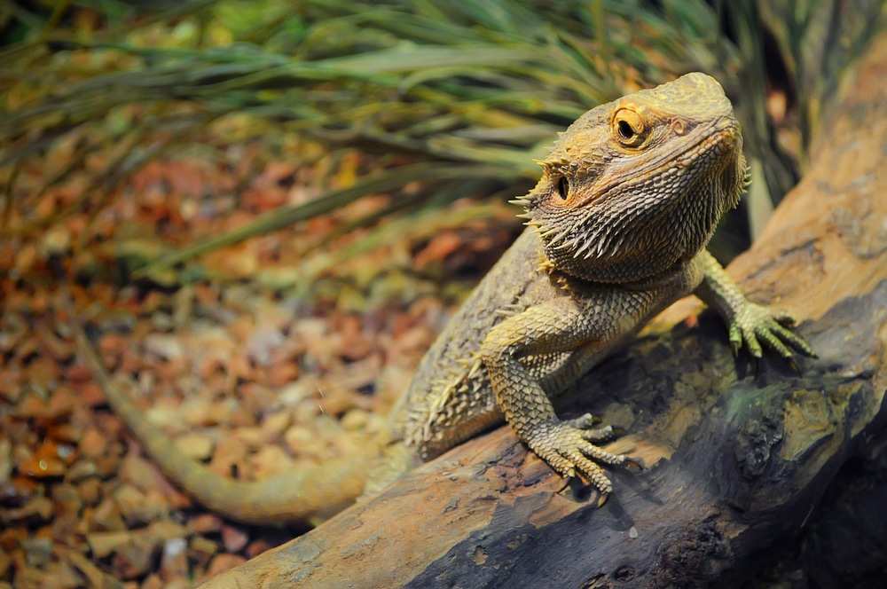 Bearded Dragon Most Popular Pet Reptile, Followed By Ball Python And Leopard Gecko, Data Shows