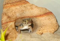 Frog-Eyed Geckos