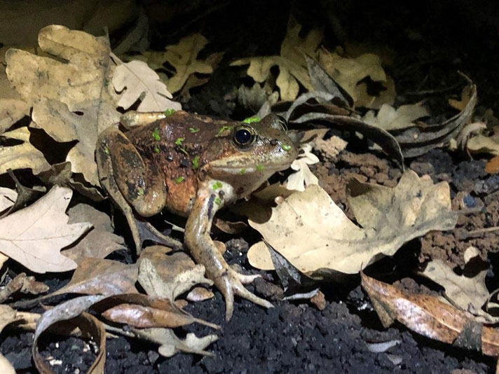 California Red-legged Frog Populations Suffer Due To Woolsey Fire