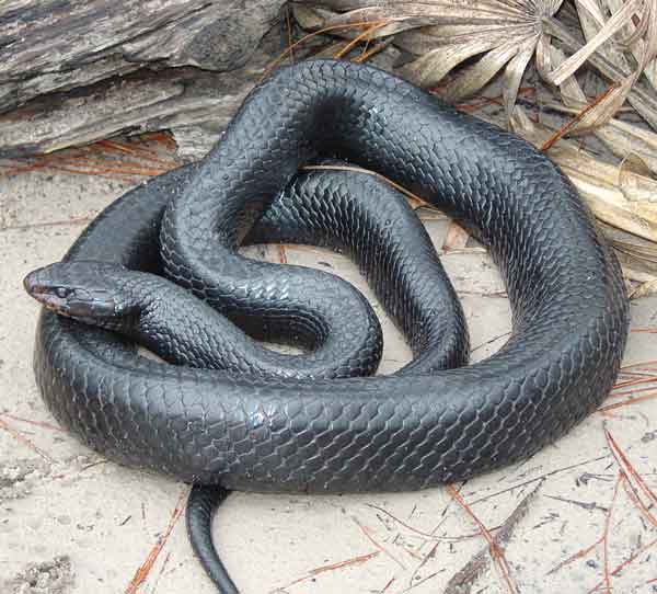 Conservation Efforts Brings Eastern Indigo Snake Back to Georgia