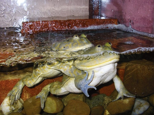 Budgett’s Frogs
