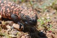 Drug Derived From Gila Monster Saliva May Aid In Weight Loss
