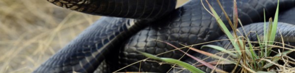 Eastern Indigo Snake Shutterstock 129768608