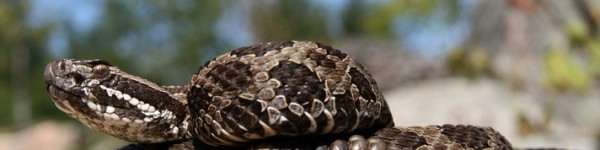 Sistrurus Catenatus Shutterstock 13167682