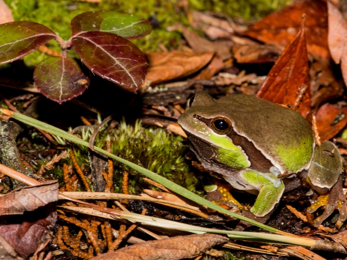 Pine Barrens Treefrog May Become New Jersey's State Amphibian