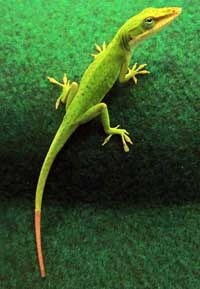 Regenerated Lizard Tails Not As Functional As Originals