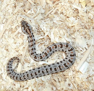 Breeder’s Choice – Pygmy Rattlesnake