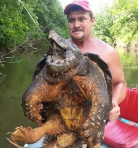 Huge Alligator Snapping Turtle Caught And Released In Oklahoma ...