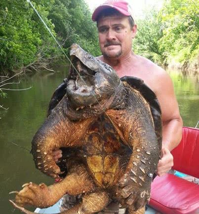 Huge Alligator Snapping Turtle Caught And Released In Oklahoma