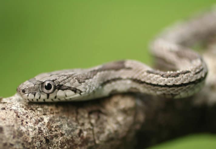 gray ratsnake