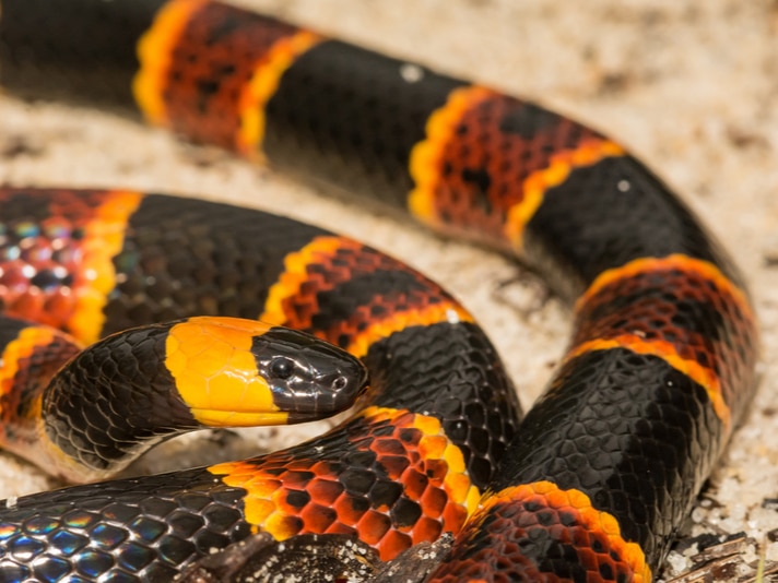 Florida Herper Posts Photos To Facebook Of Eastern Coral Snake Without Red Bands