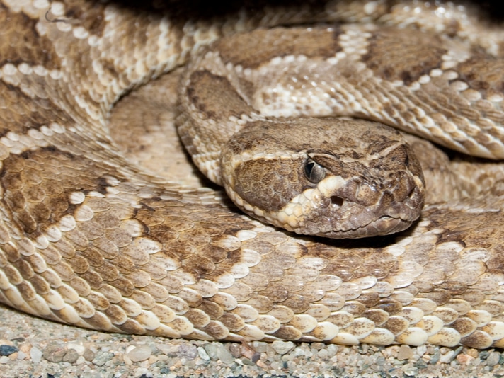 Cobra's severed head bites, kills chef