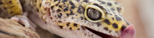 Leopardgecko Shutterstock 539088712