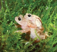 Kihansi Spray Toad Reintroduced Into The Wild