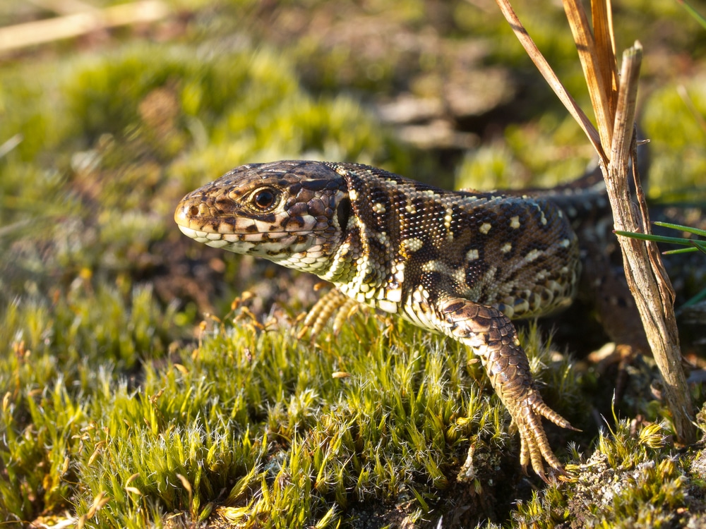 Four Rare Sand Lizards Settle In At The Wildwood Trust In The UK Four Rare Sand Lizards Settle In At The Wildwood Trust In The UK