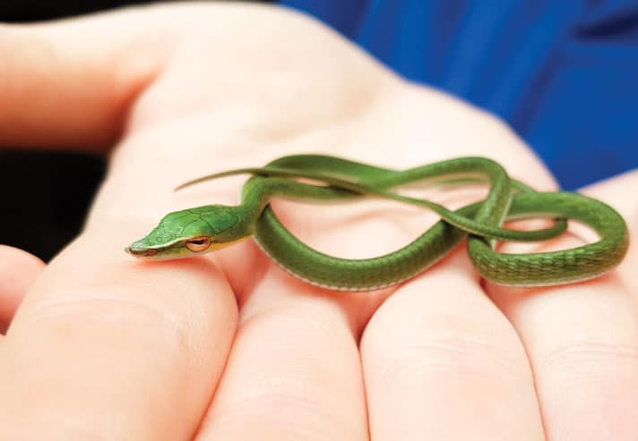 Newquay Zoo First To Breed Long-Nosed Vine Snakes In UK Zoological Collection