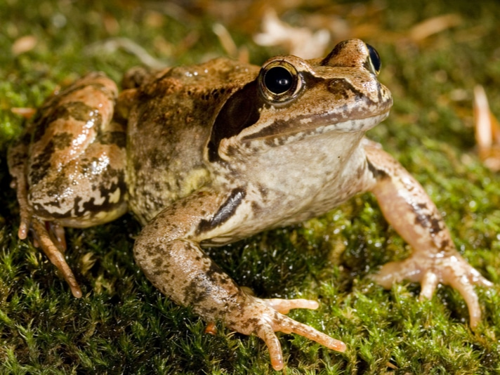 Frogs Die Quickly When Exposed To Pesticides