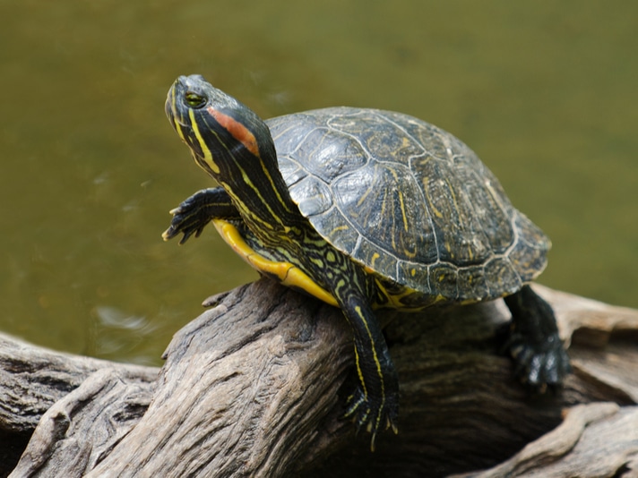 Abandoned Red-Eared Slider Finds Home in New York Public Library