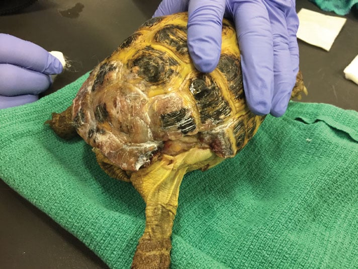 How A Russian Tortoise Survived A Dog Bite