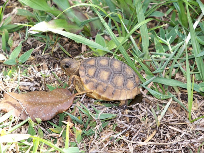 Gopher Tortoises Hatchlings To Be Released In South Carolina