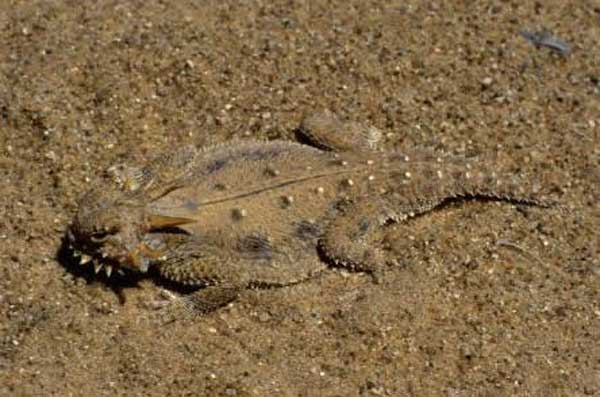 Flat-Tailed Horned Lizard Won't Appear On California’s Endangered Species List