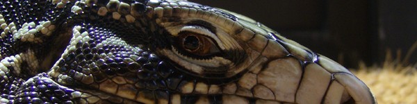 Black Tegu