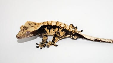 Breeder’s Choice 2013 – Calico crested gecko