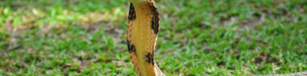 King Cobra Shutterstock 57385138