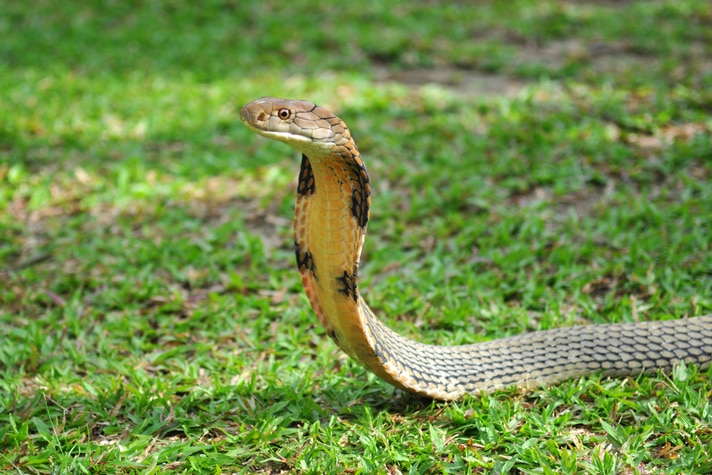 King Cobra Escapes From Swedish Zoo
