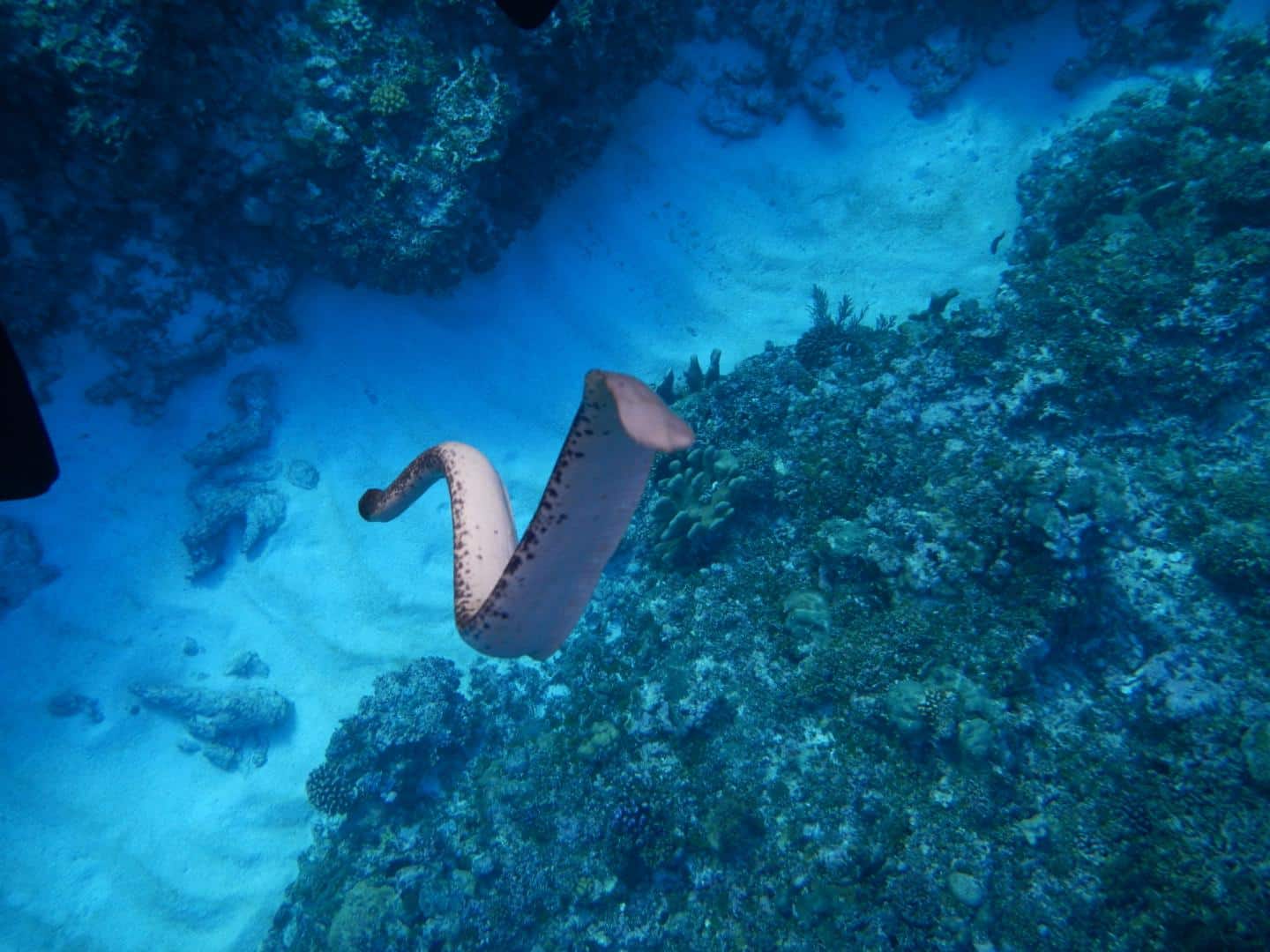 Olive Sea Snake Senses Light Through Its Tail, Avoiding Predation, Study Says