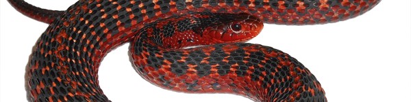 Garter Snakes16