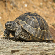 British Doctor Revives His Pet Hermann's Tortoise via Artificial Respiration