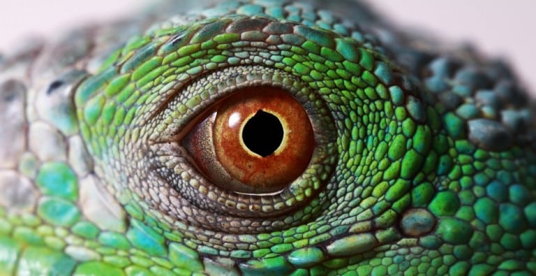 Iguana Eye Problem - Reptiles Magazine