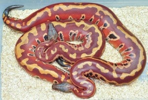 Blood Python Care And Husbandry - Reptiles Magazine