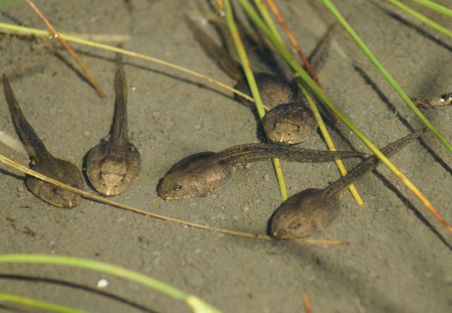 Newly Discovered Hybrid Ranavirus Moves Rapidly Through Wood Frog Tadpoles