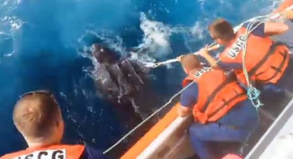 Leatherback Turtle Rescued By New Jersey Coast Guard