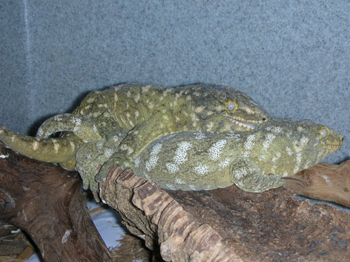 Breeding New Caledonian Giant Geckos