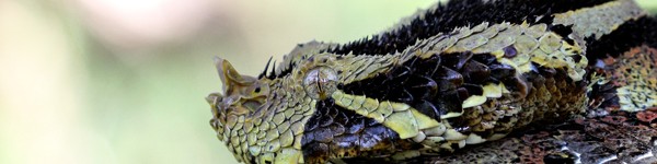 Bitisnasicornisgabonicahybrid