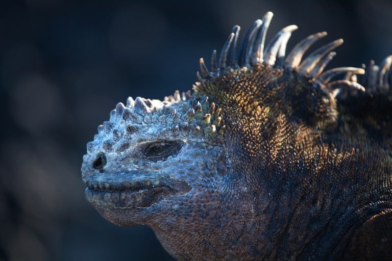 Marine Reptiles Of The World Reptiles Magazine