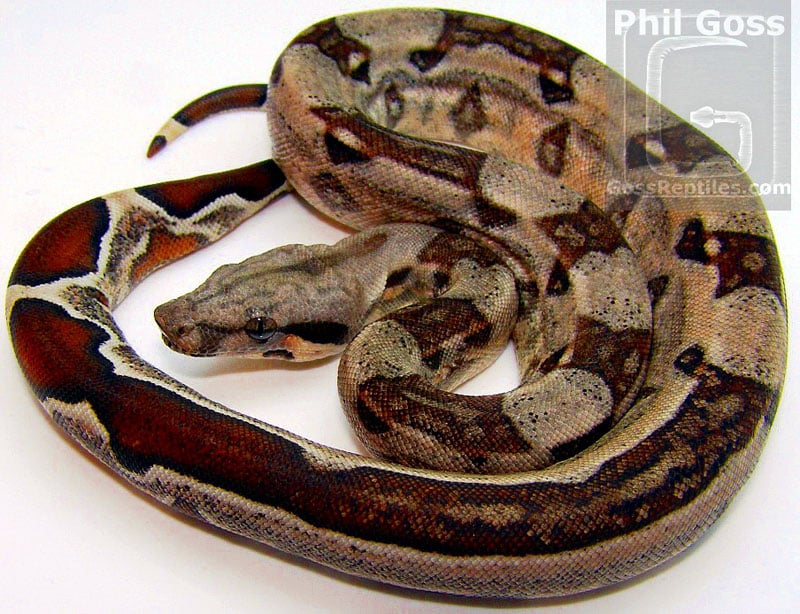 Colombian Boa Constrictor Care Sheet