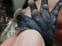 Japanese Frog Has Spike-like Pseudo-Thumbs Used During Mating And Fighting