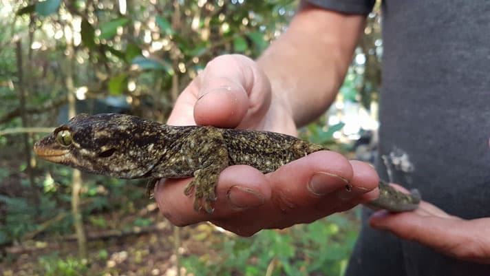 50 Duvaucel’s Geckos Released On Island They Once Roamed