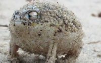 South African Herper's Desert Rain Frog Video Goes Viral South African Herper's Desert Rain Frog Video Goes Viral