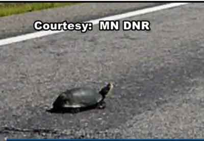 Minnesota Town Installs Turtle Tunnel
