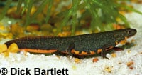 Breeding Chinese Fire-Bellied Newts