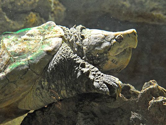 RIP: Capone, the Resident Alligator Snapping Turtle At the Cincinatti Zoo