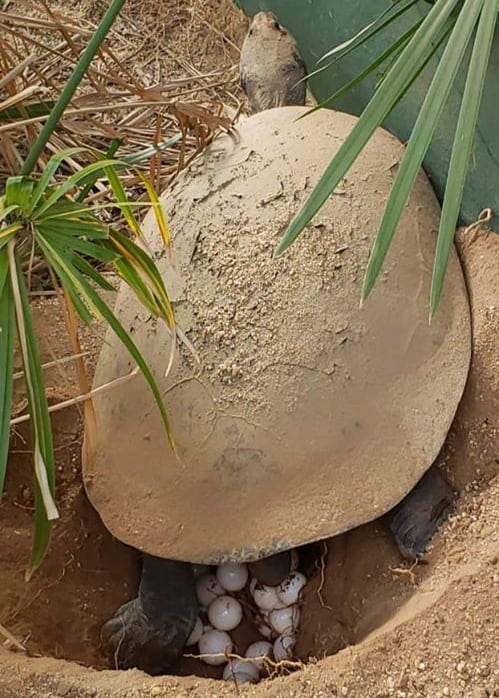 During COVID-19 Lockdown, South American River Turtle At Emperor Valley Zoo Lays Eggs On Land